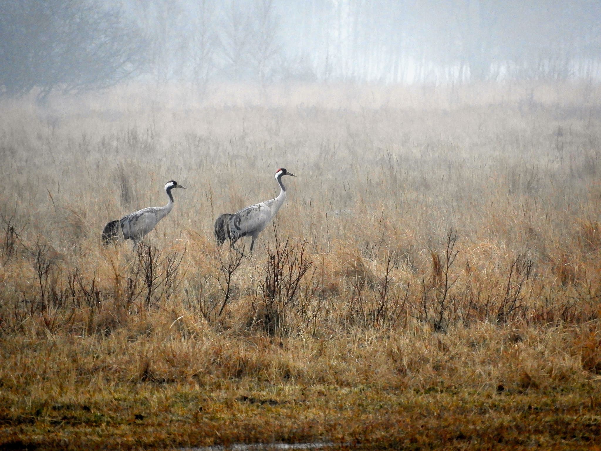 Common cranes in the mist