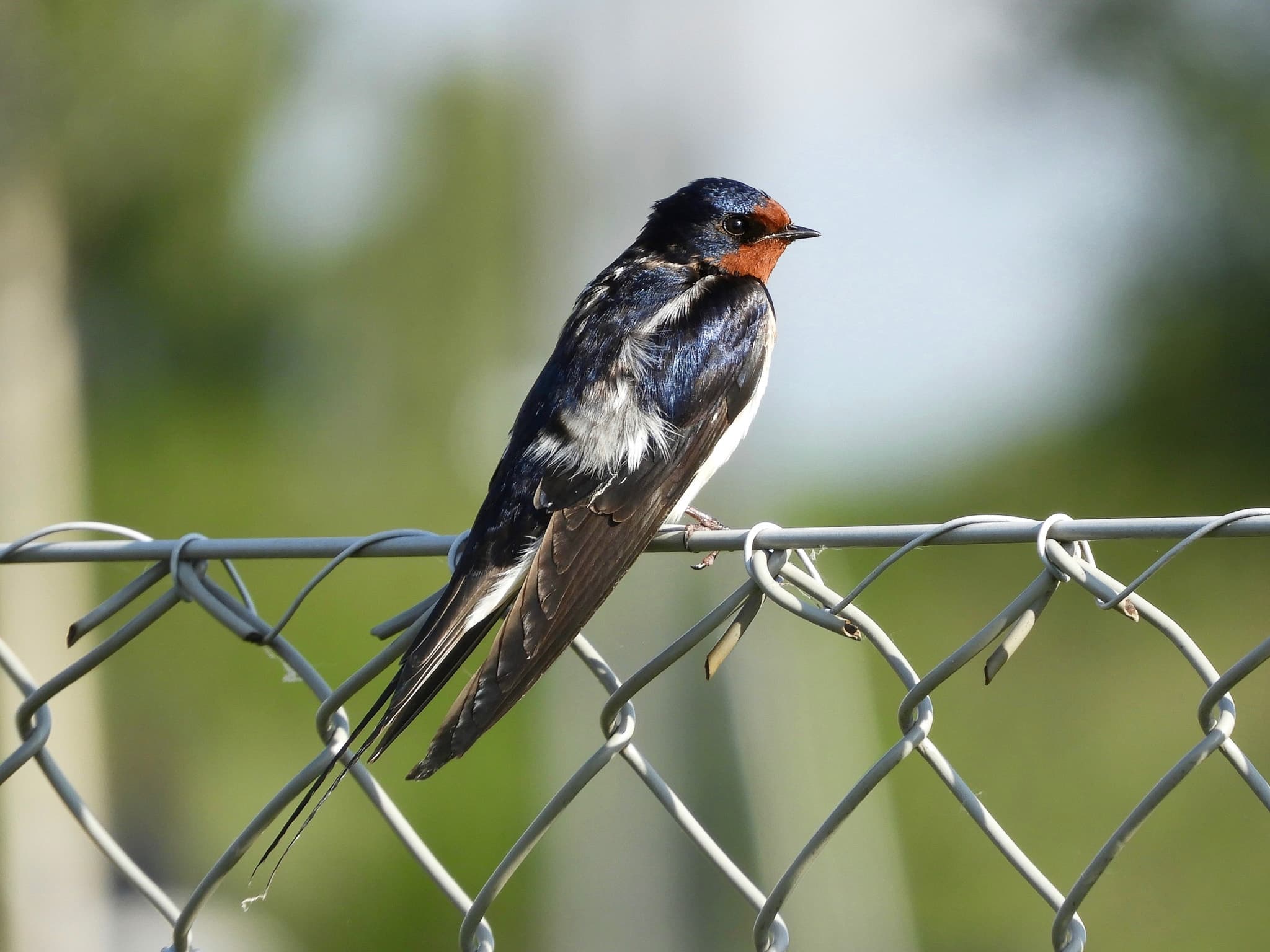 A swallow on a fence