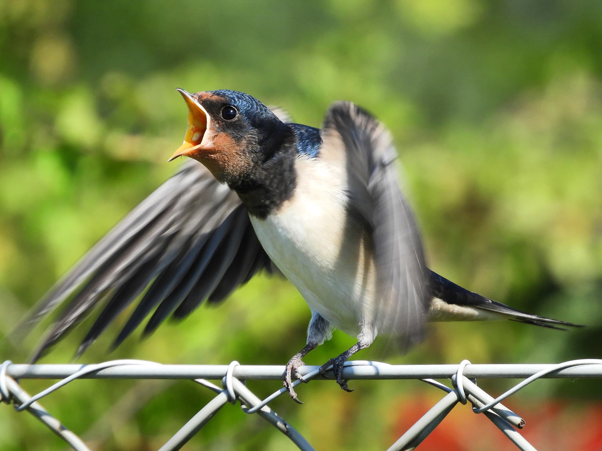 A calling barn swallow in Copenhagen