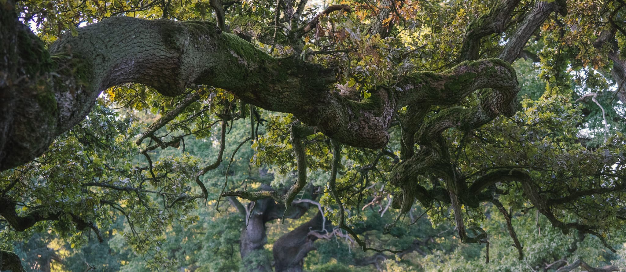 An old oak tree
