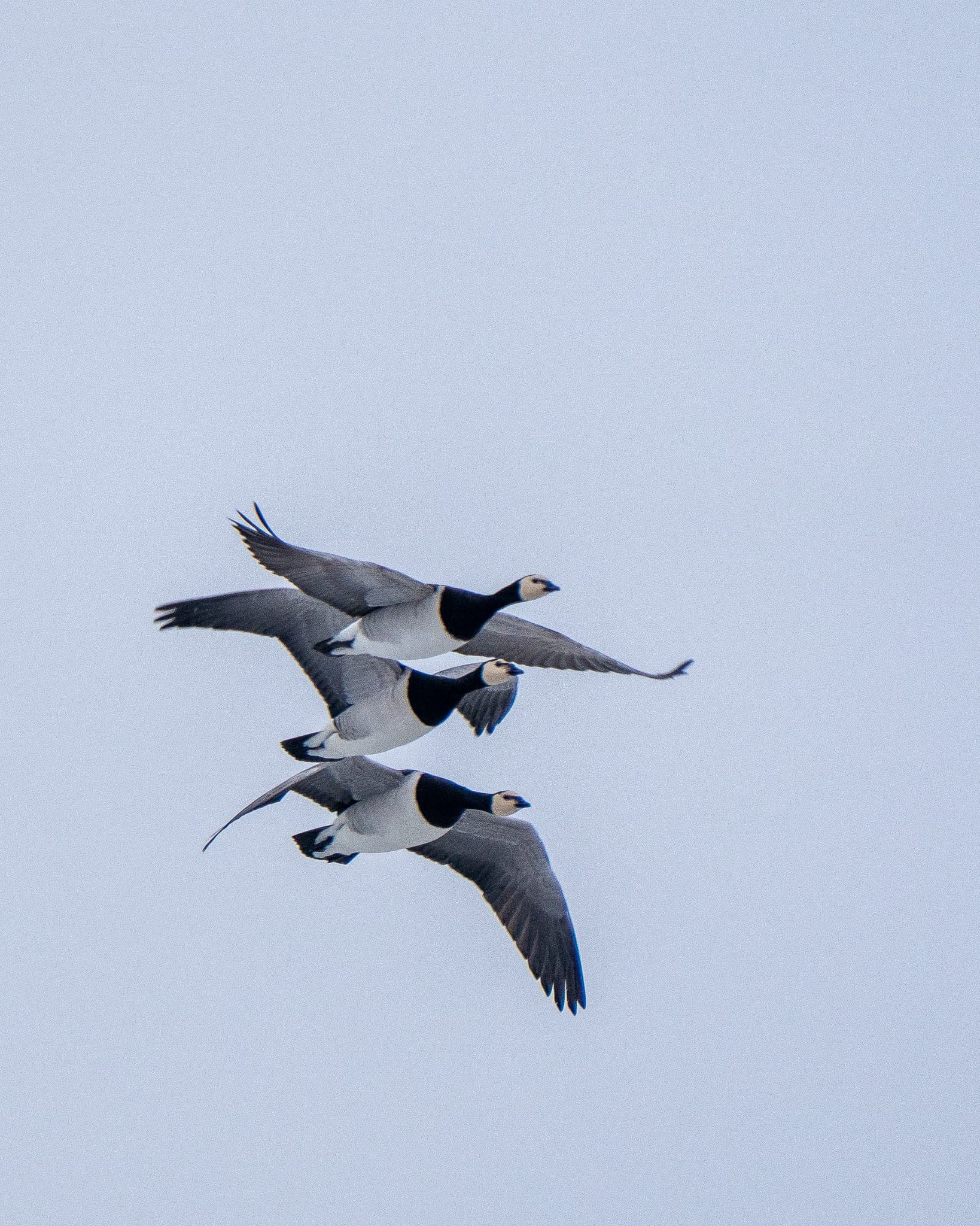Barnacle geese in flight
