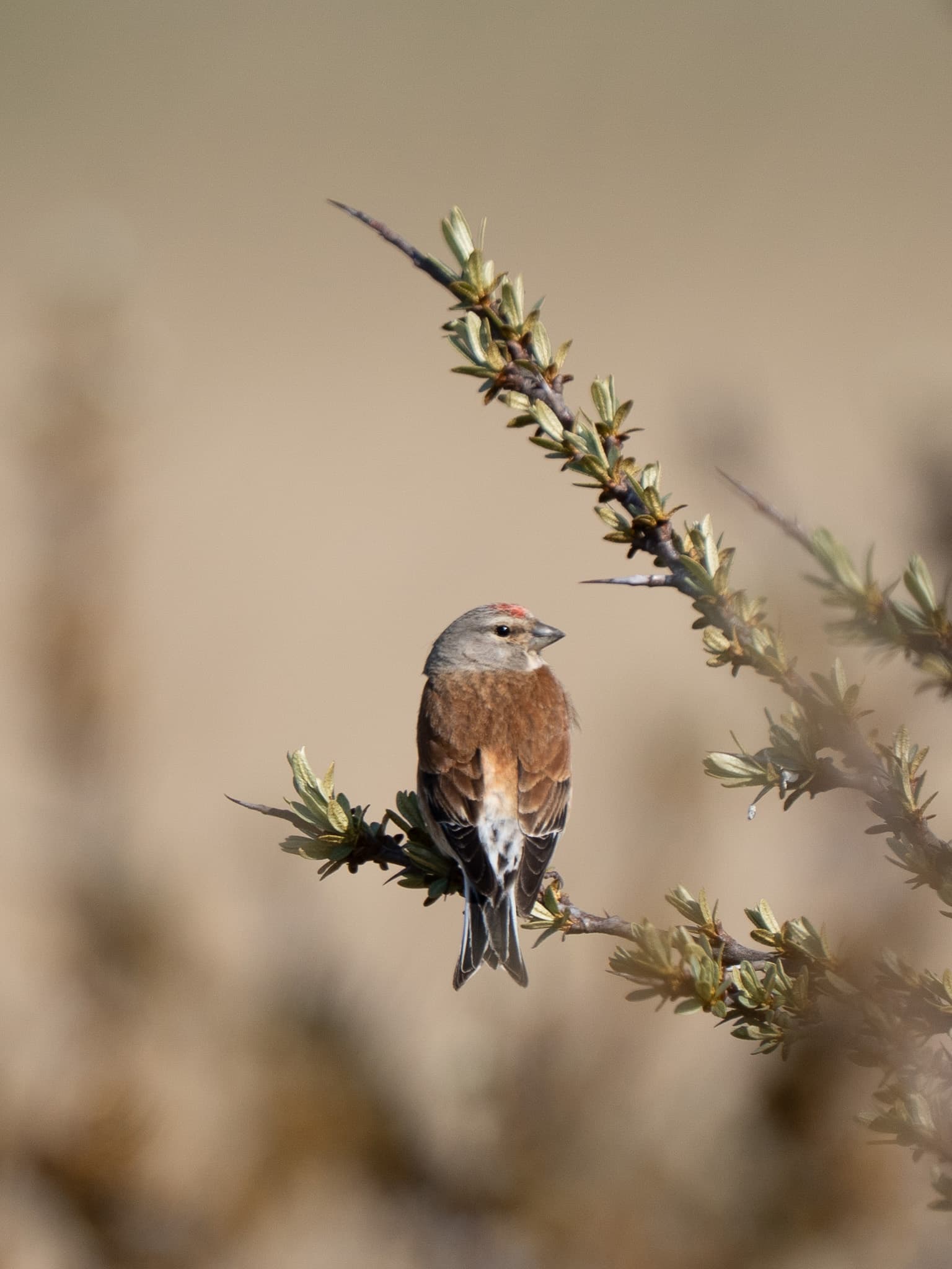 A common linnet