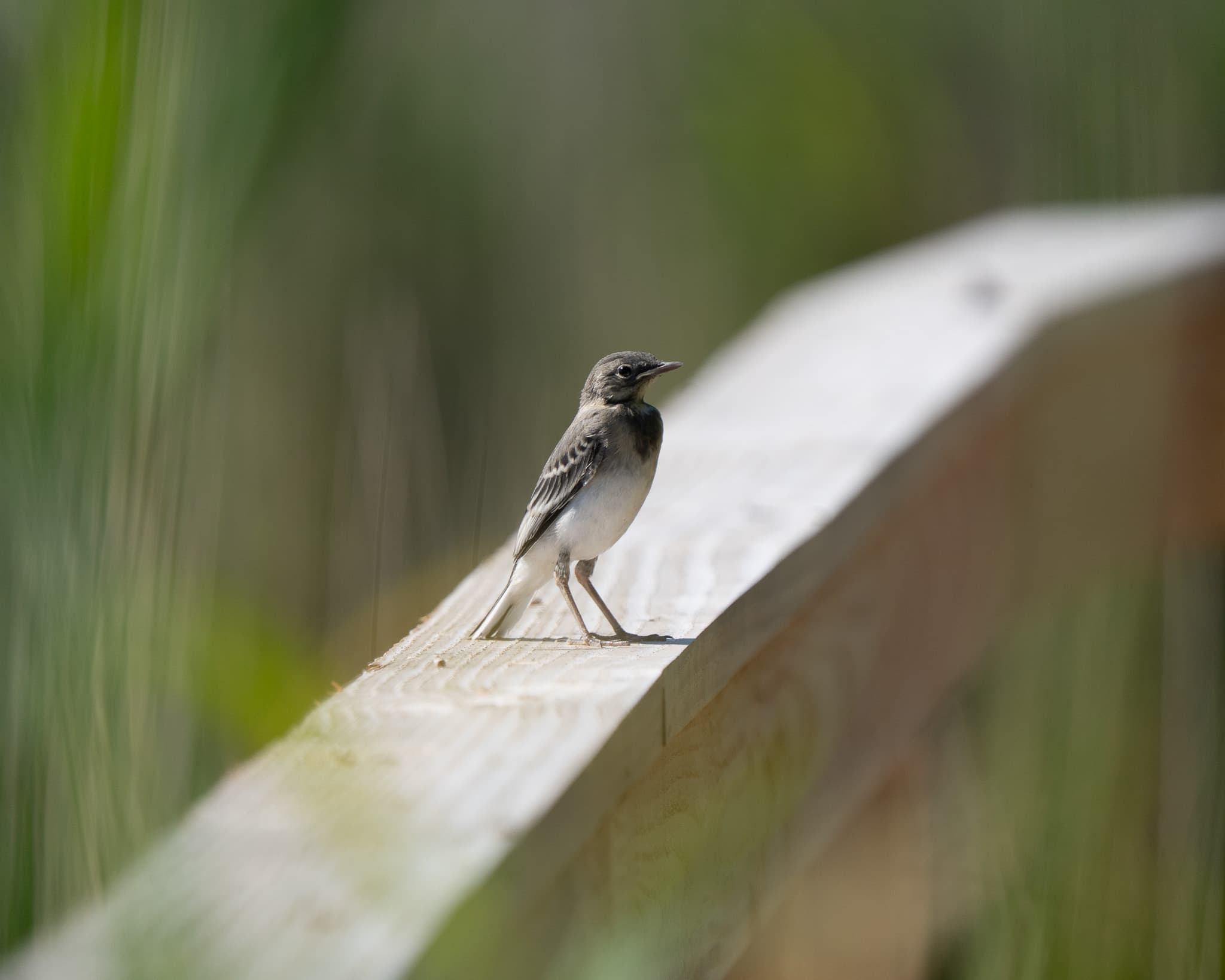 A juvenile white wagtail