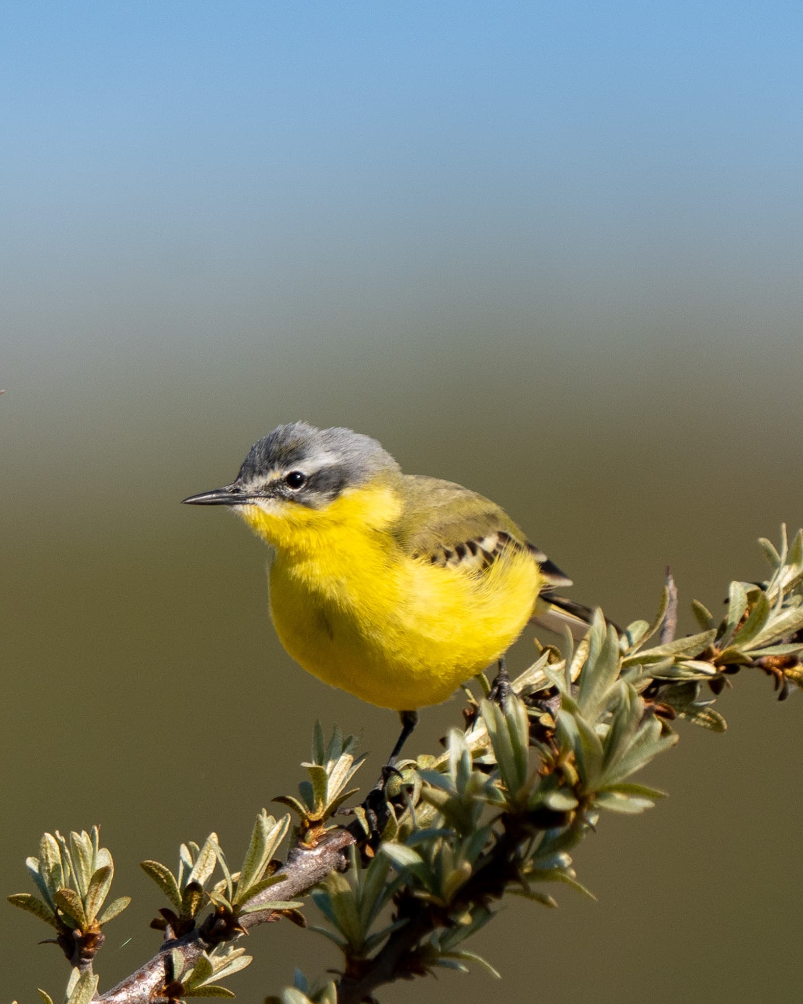 A yellow wagtail