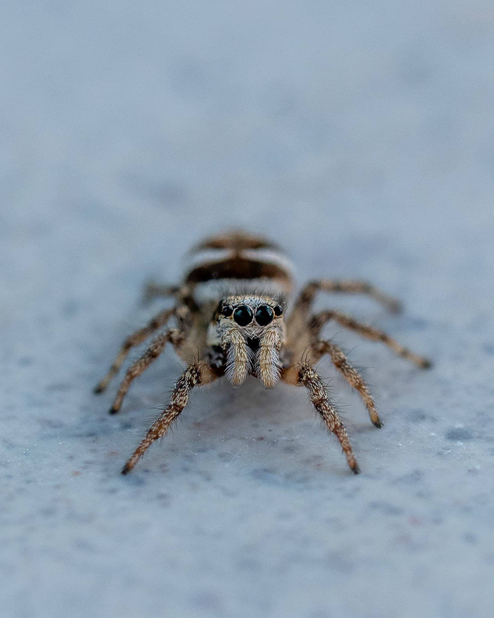 A jumping spider