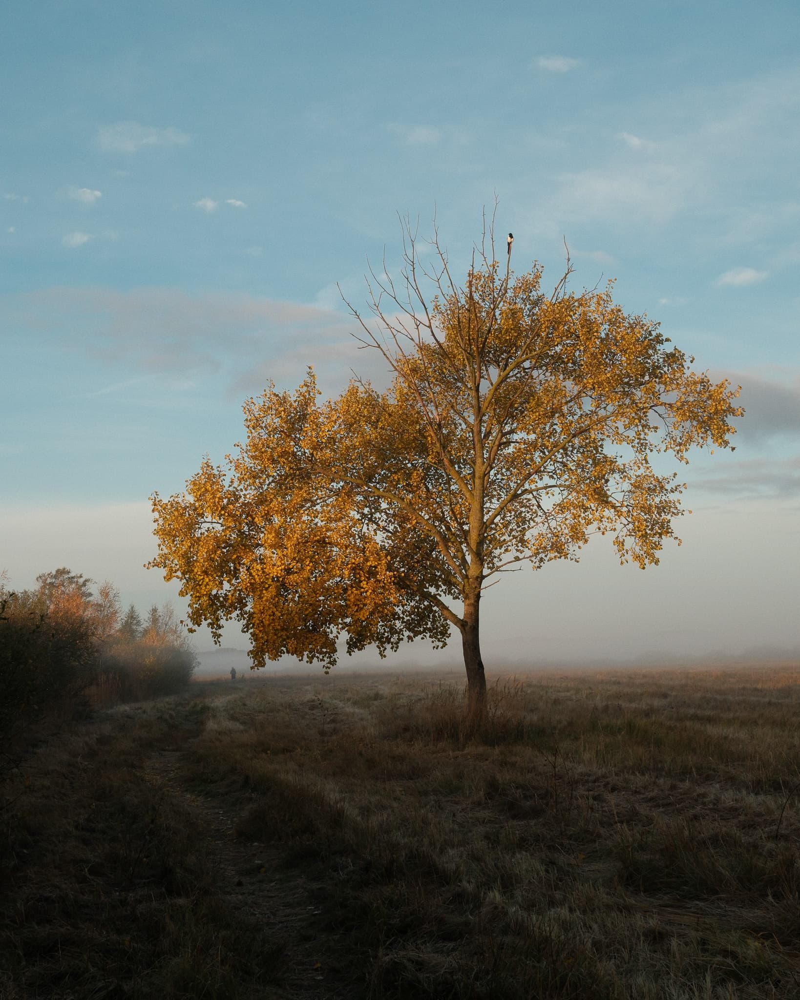 An autumn tree in Kalvebod Fælled, Copenhagen