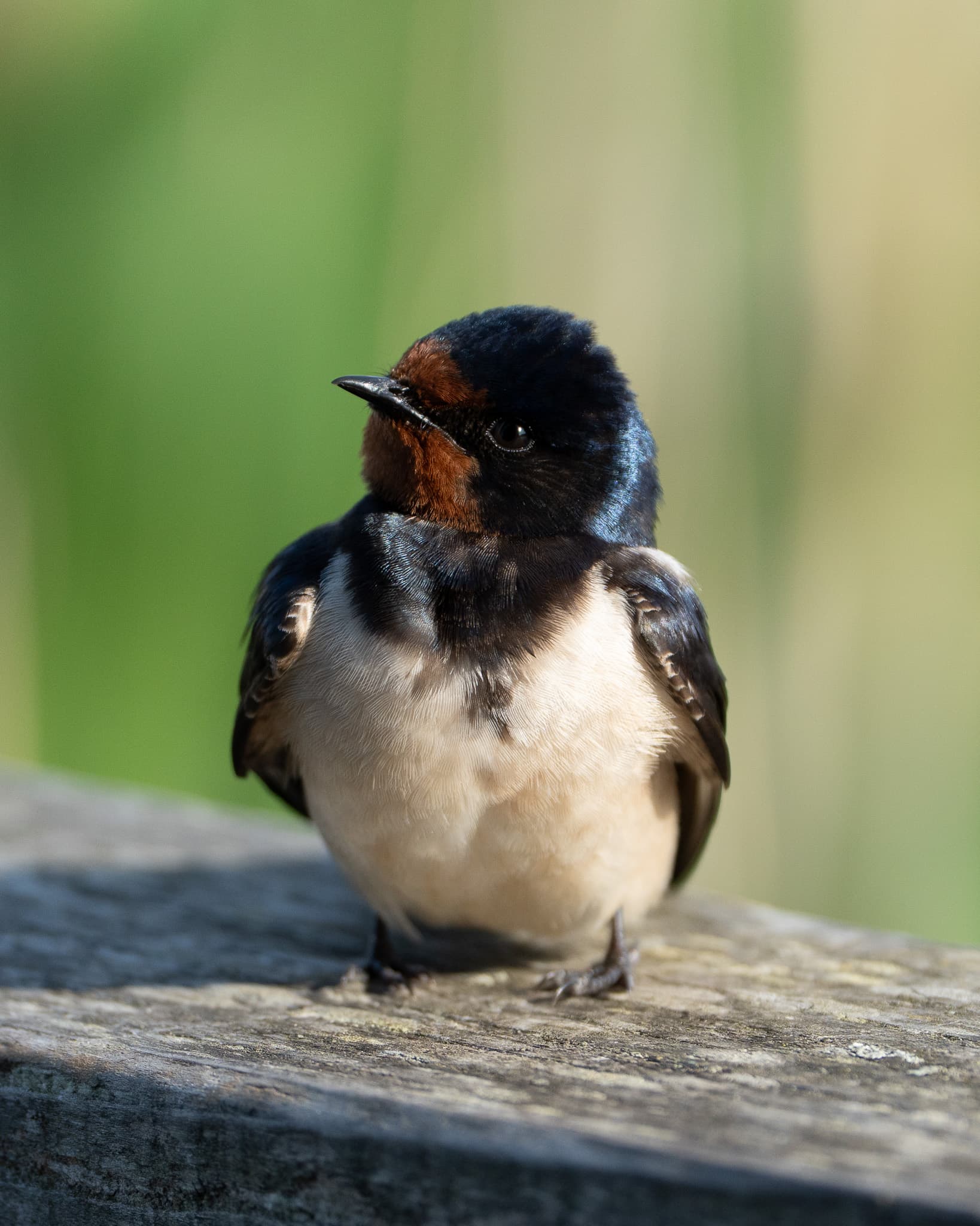 A barn swallow in Copenhagen