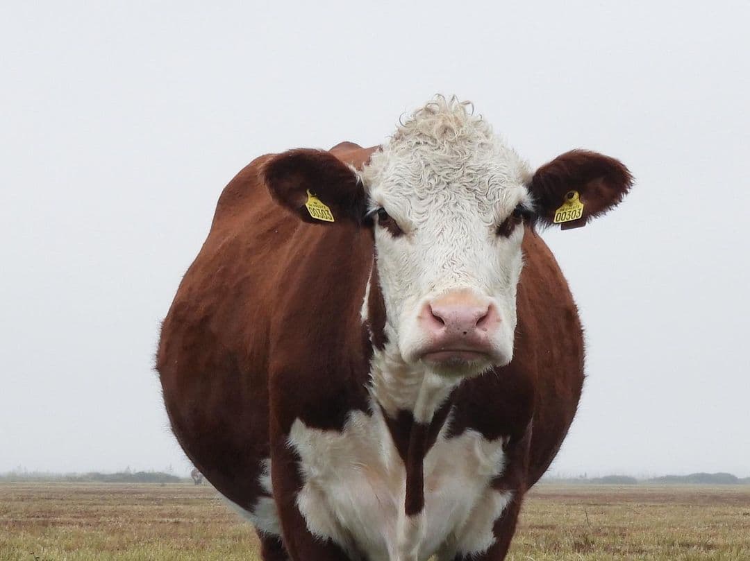 cow